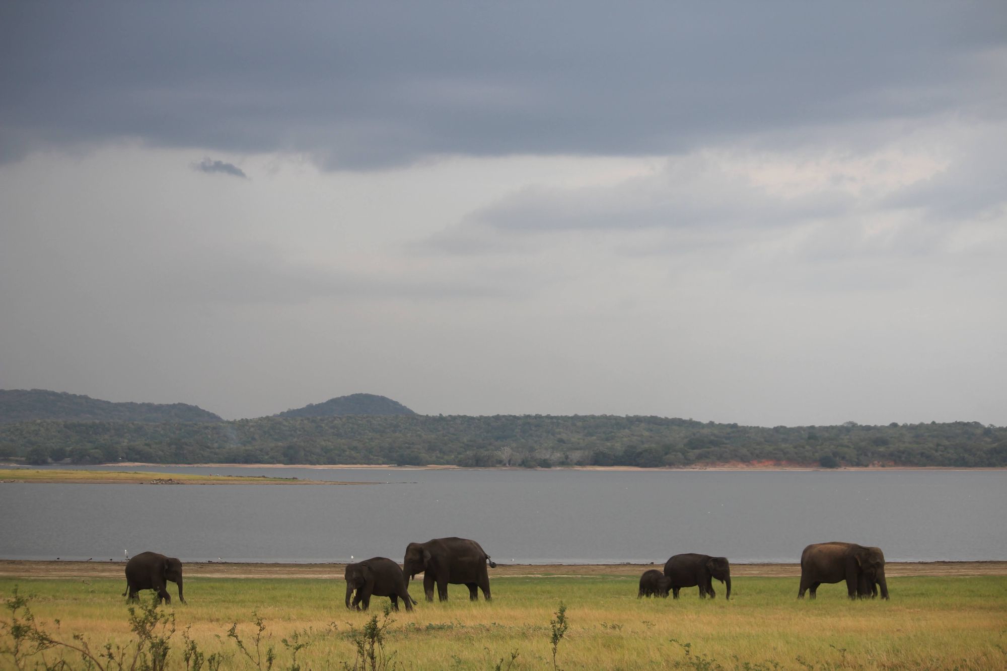 A group of baby elephants near the tank in Minneriya National Park, Sri Lanka.