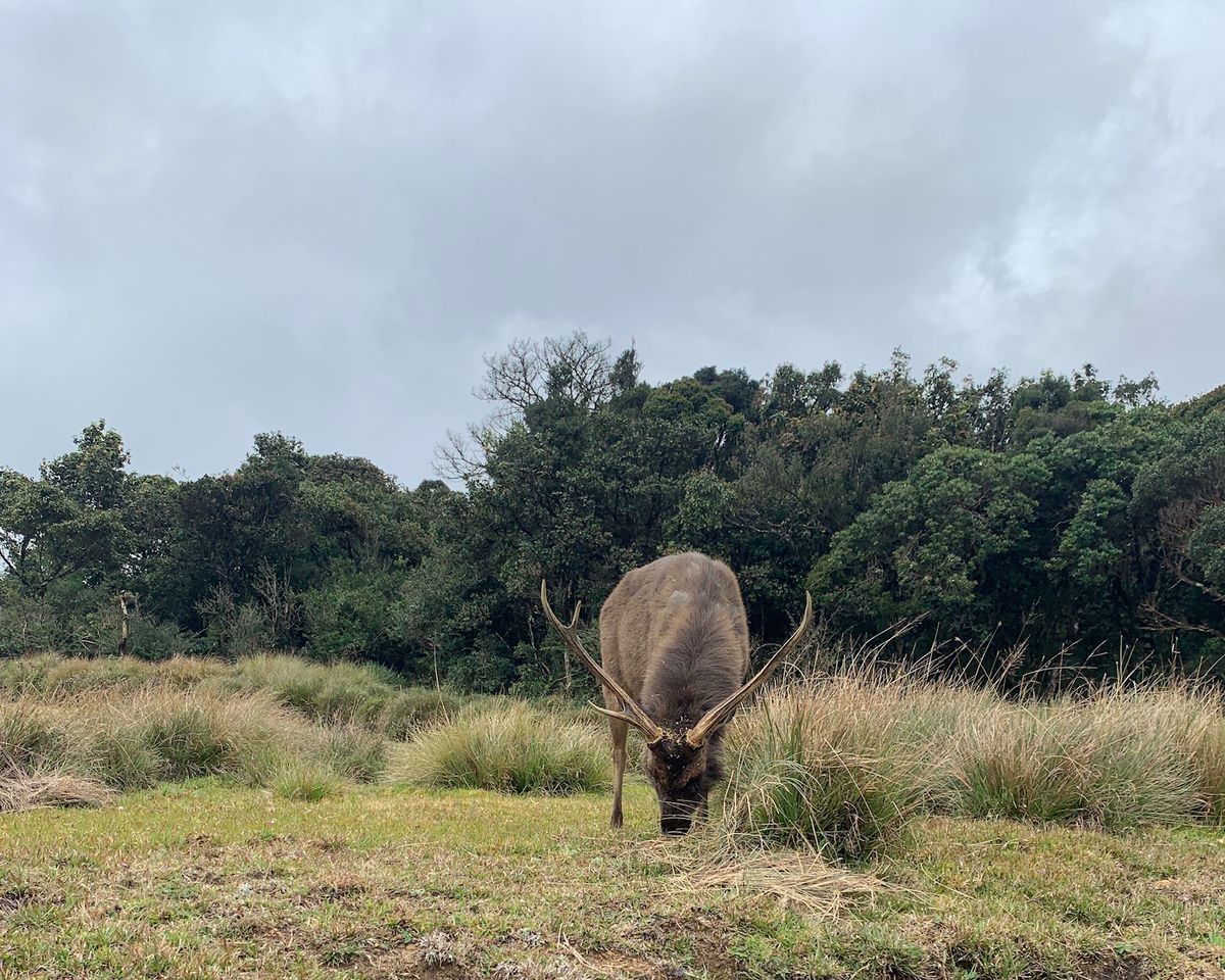 A sambar deer in Horton Plains National Park in Nuwara Eliya, Sri Lanka.