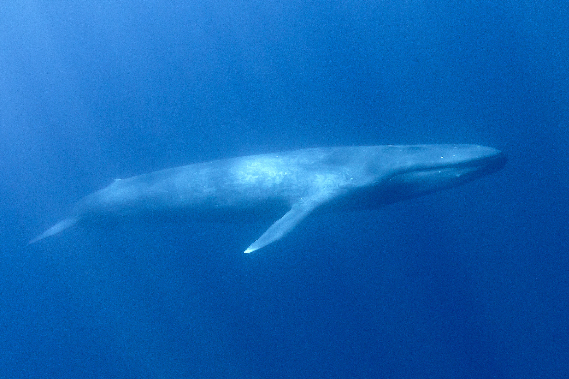 A blue whale spotted near Mirissa, Sri Lanka