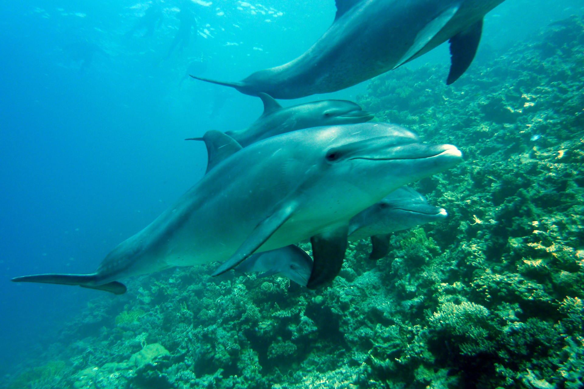 Dolphins spotted near Kalpitiya, Sri Lanka