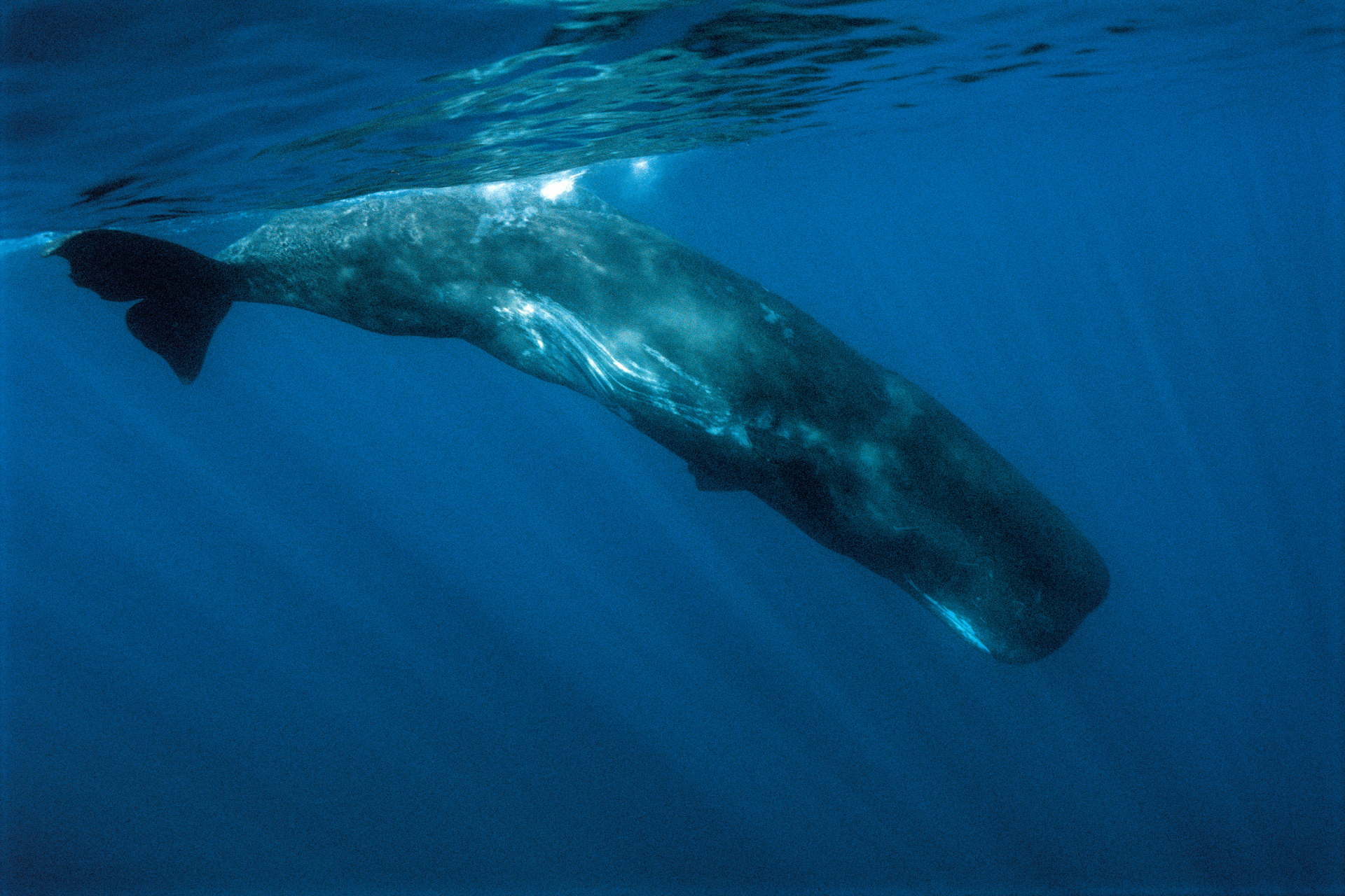 A sperm whale spotted near Trincomalee, Sri Lanka