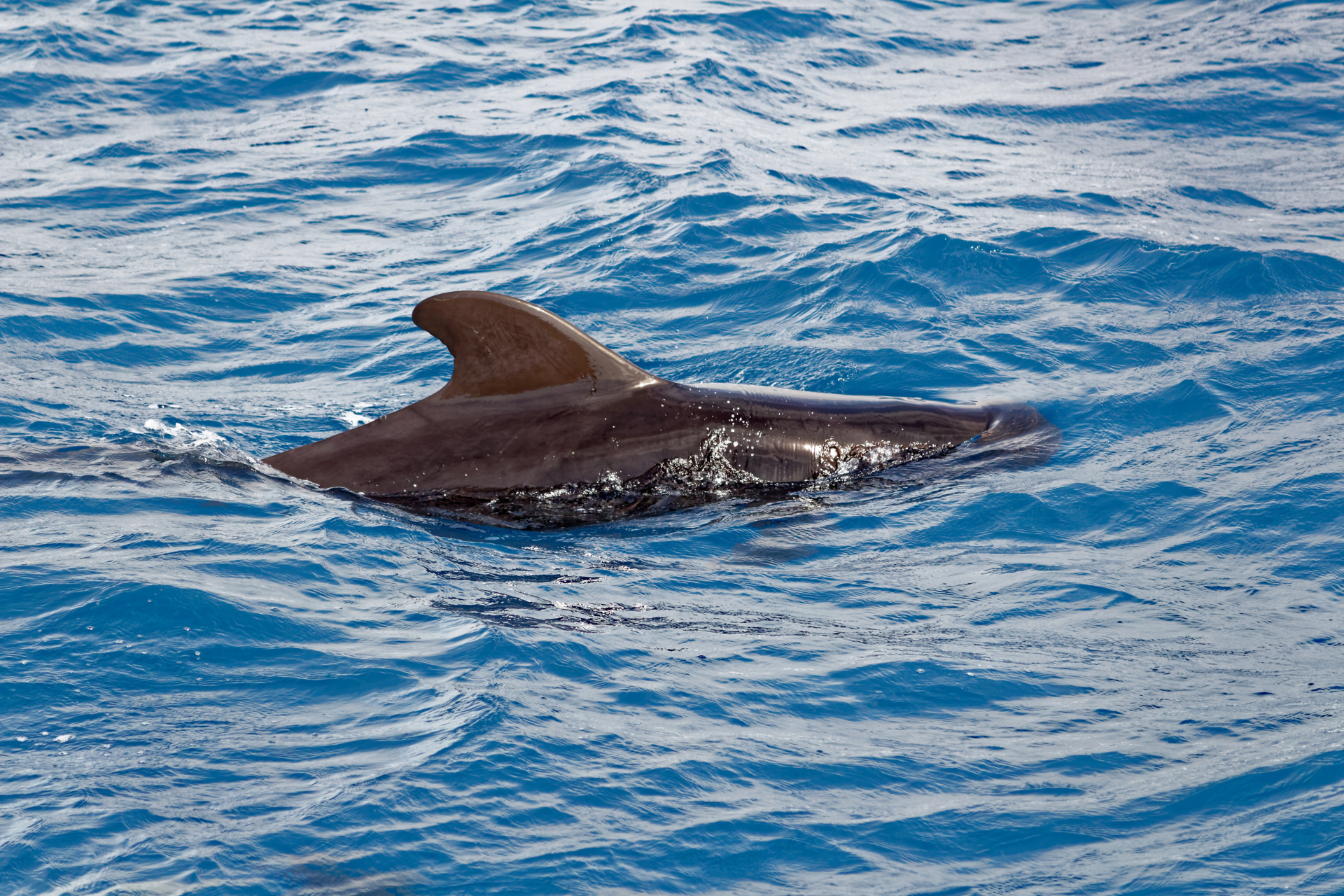 A short finned pilot whale spotted in a whale watching tour in Sri Lanka