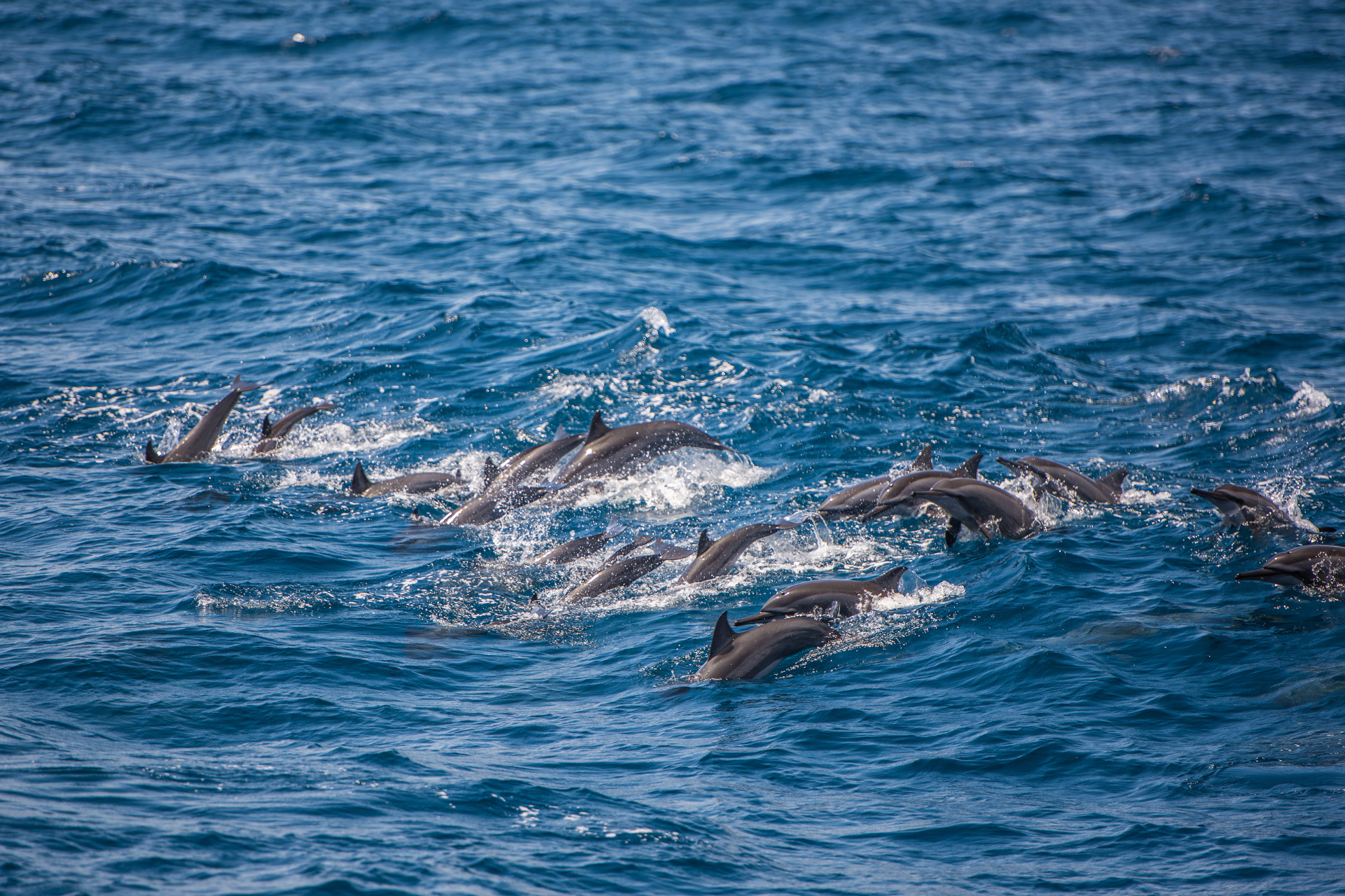 A playful pod of dolphins spotted during a dolphin watching tour in Kalpitiya