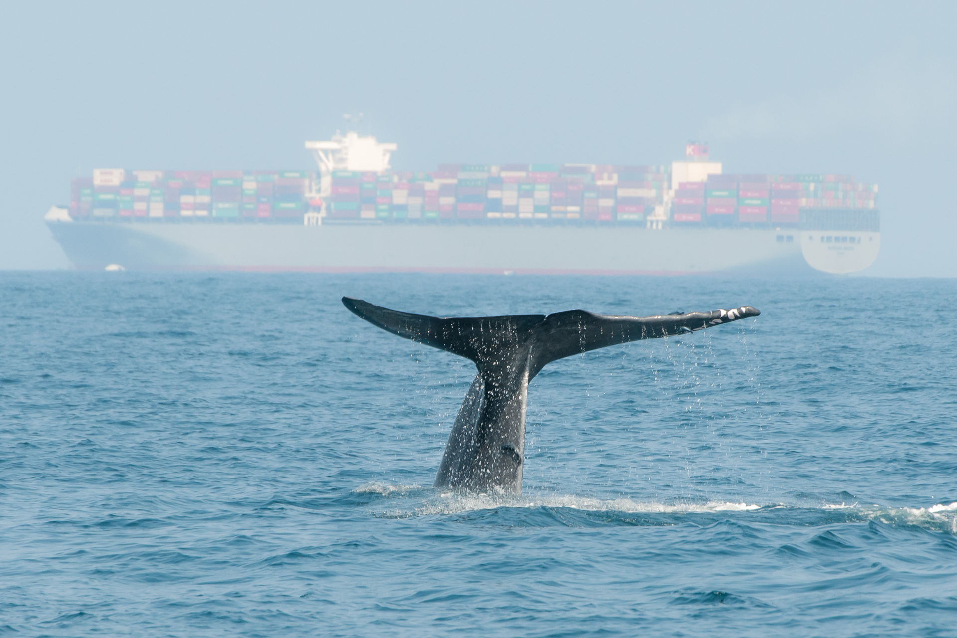 A blue whale splashing its tail in the sea near Mirissa, Sri Lanka