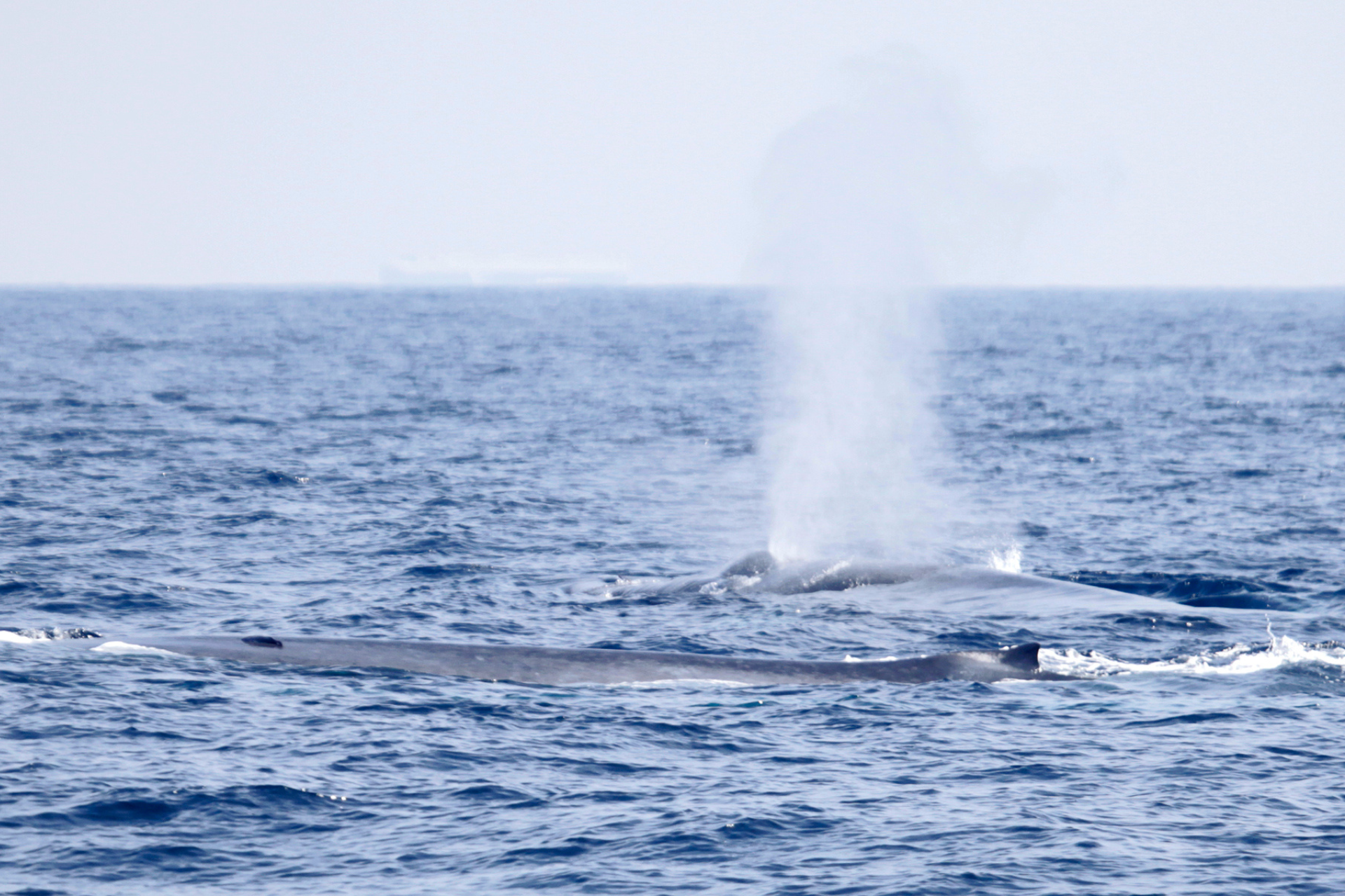 Two blue whales spotted on a whale watching tour in Trincomalee, Sri Lanka