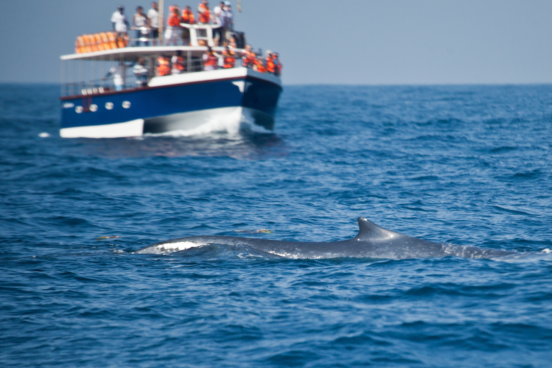 A whale spotted by a whale watching boat near Mirissa, Sri Lanka