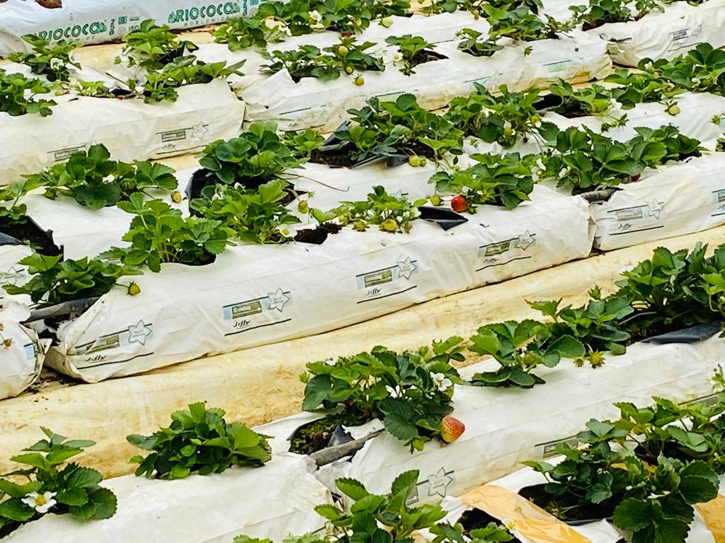 Strawberries grown in open fields in one of the strawberry farms in Nuwara Eliya.