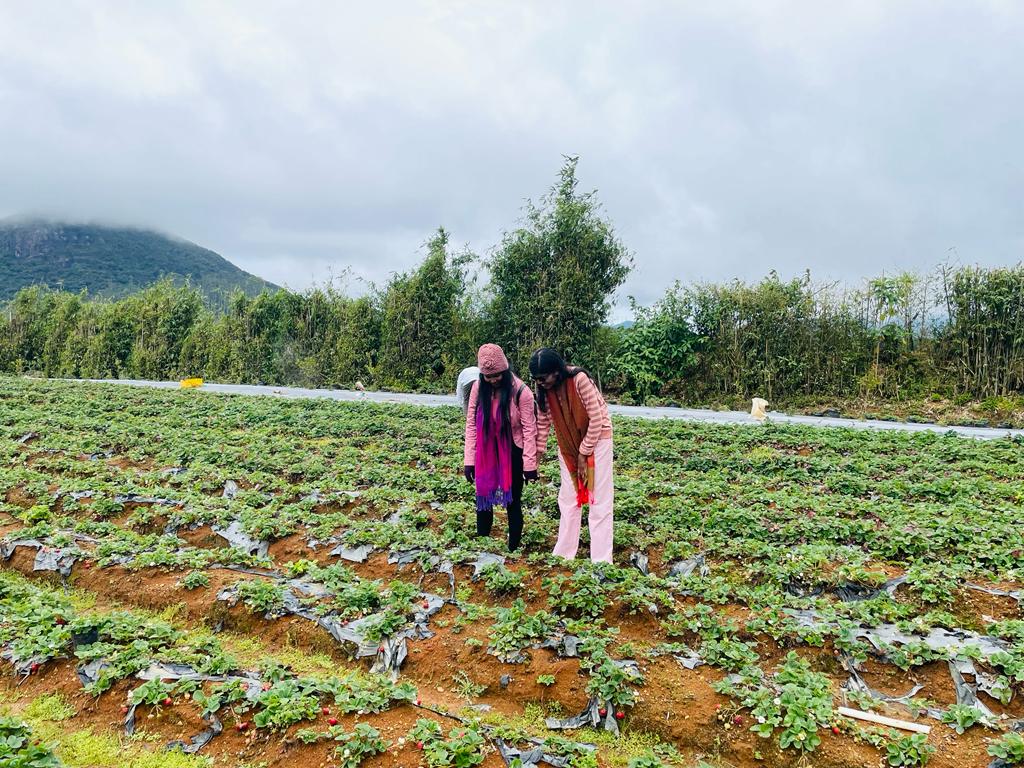 Two visitors touring one of the strawberry farms in Nuwara Eliya, Sri Lanka.