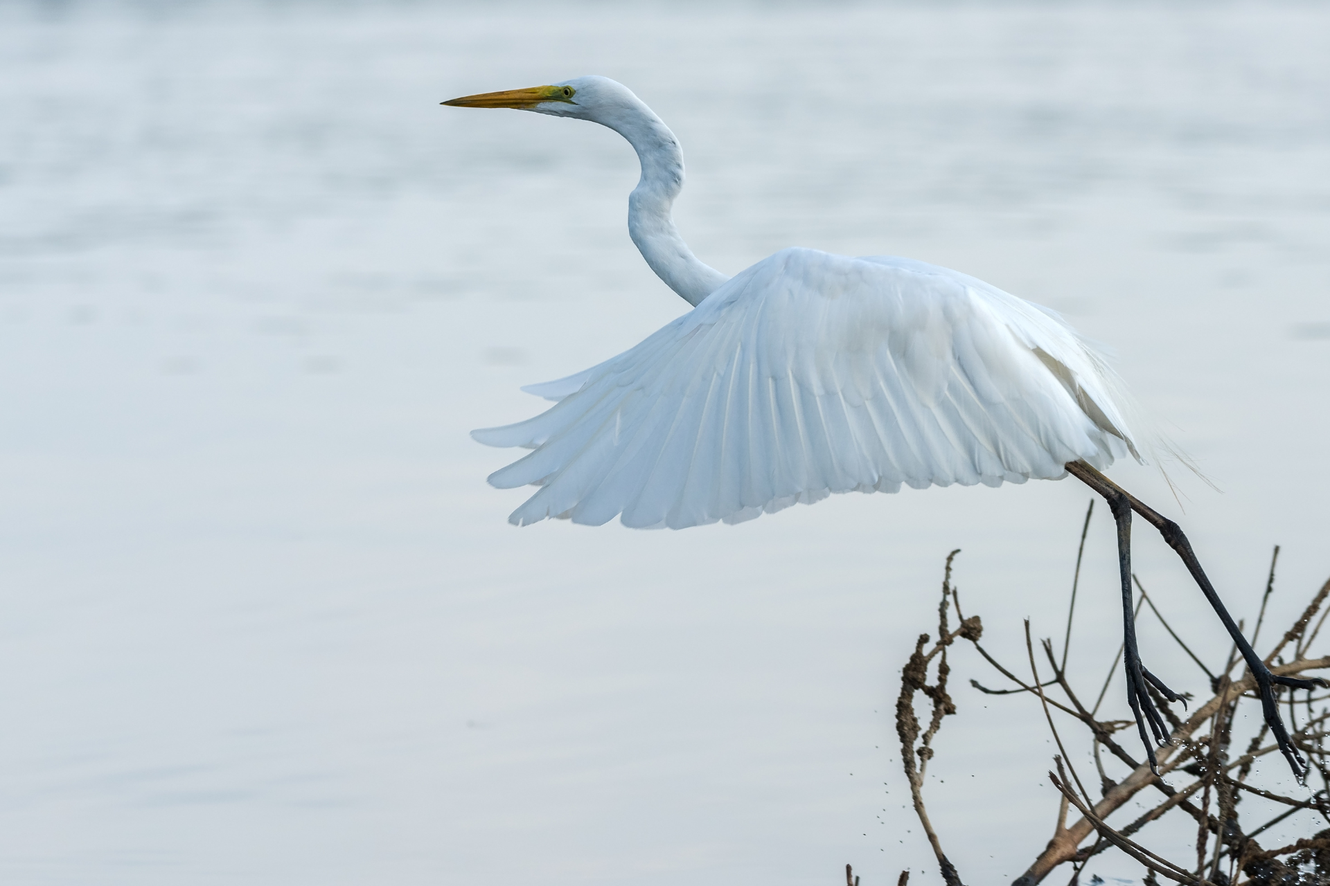 A great Egret at the Muthurajawela Wetlands in Negombo, Sri Lanka