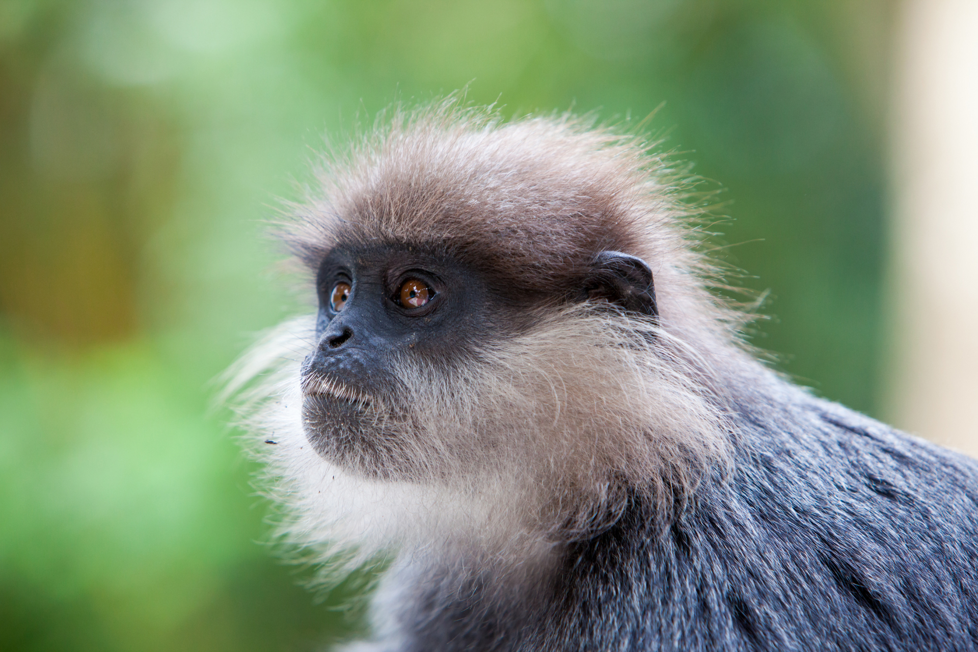 A Purple-faced langur spotted in the Knuckles Mountain Range, Sri Lanka