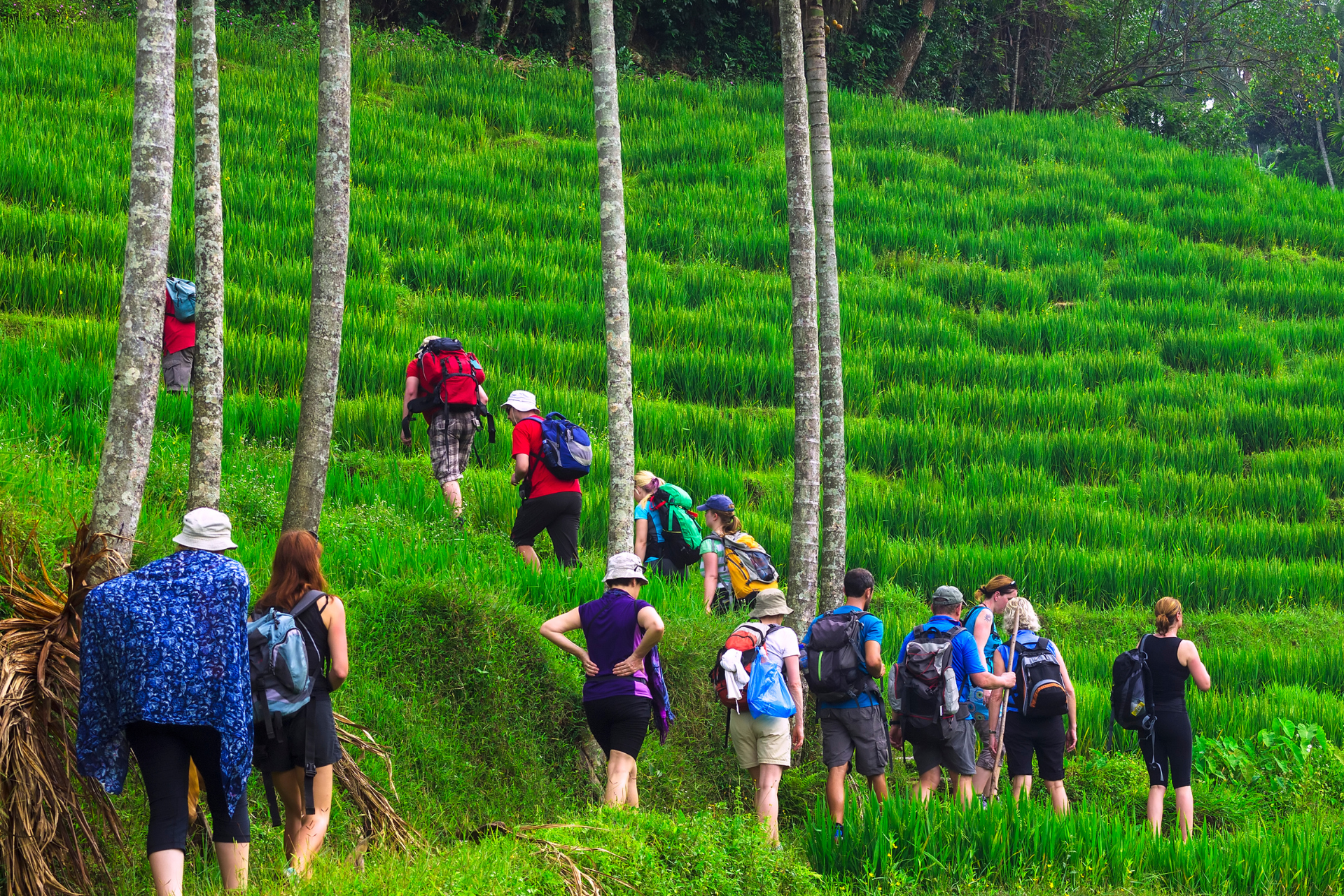 Tourists hiking through a paddy fields in the Knuckles Mountain Range of Sri Lanka.