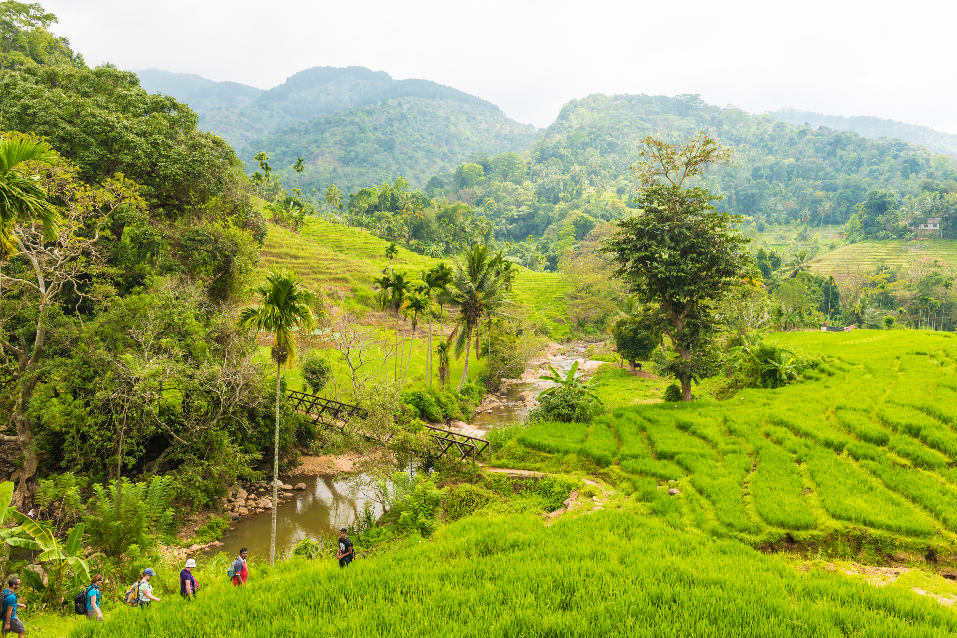 Paddy fields and peaks in the Knuckles Mountain Range in Sri Lanka