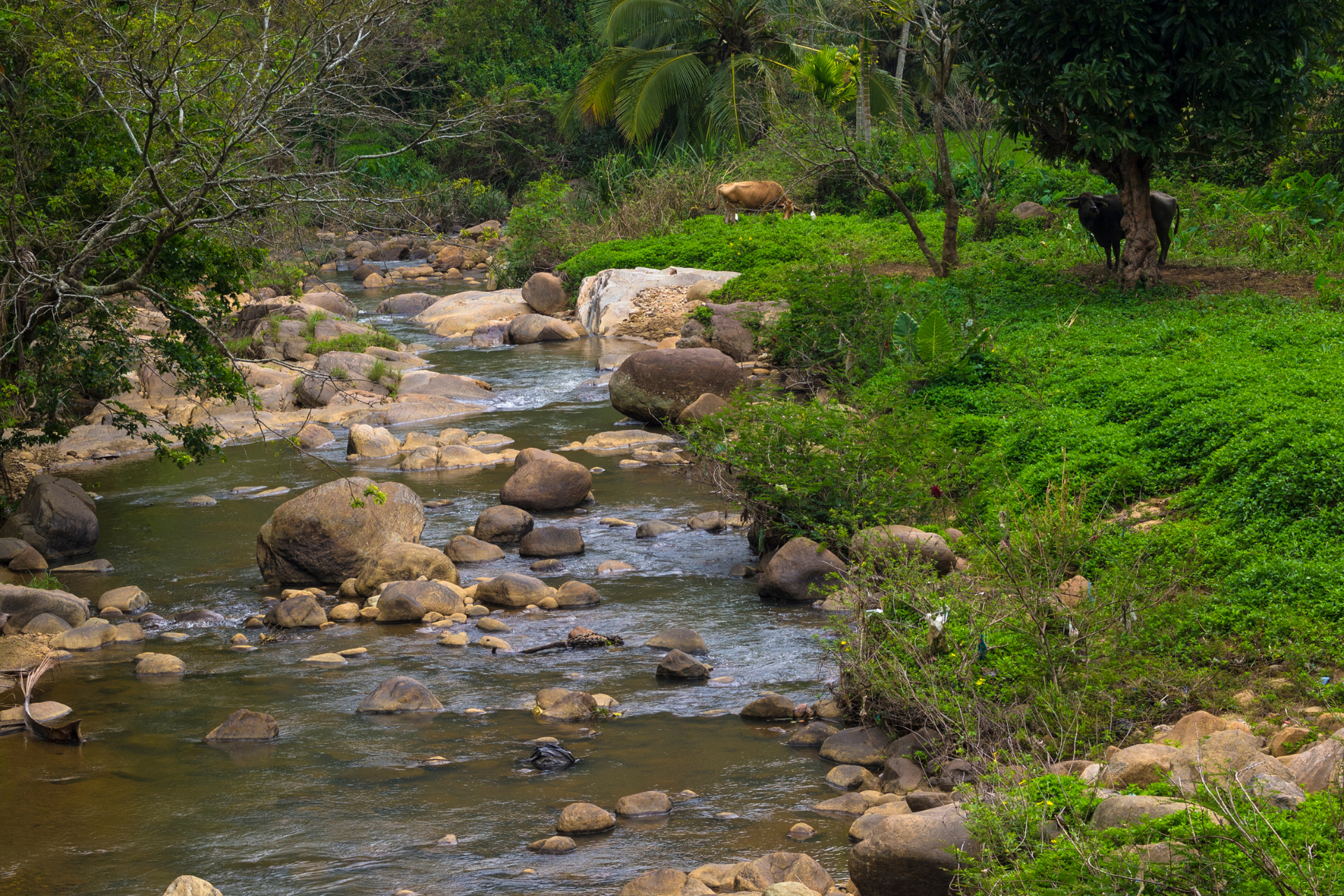 A stream in a hiking trail in the Knuckles Mountain Range in Sri Lanka