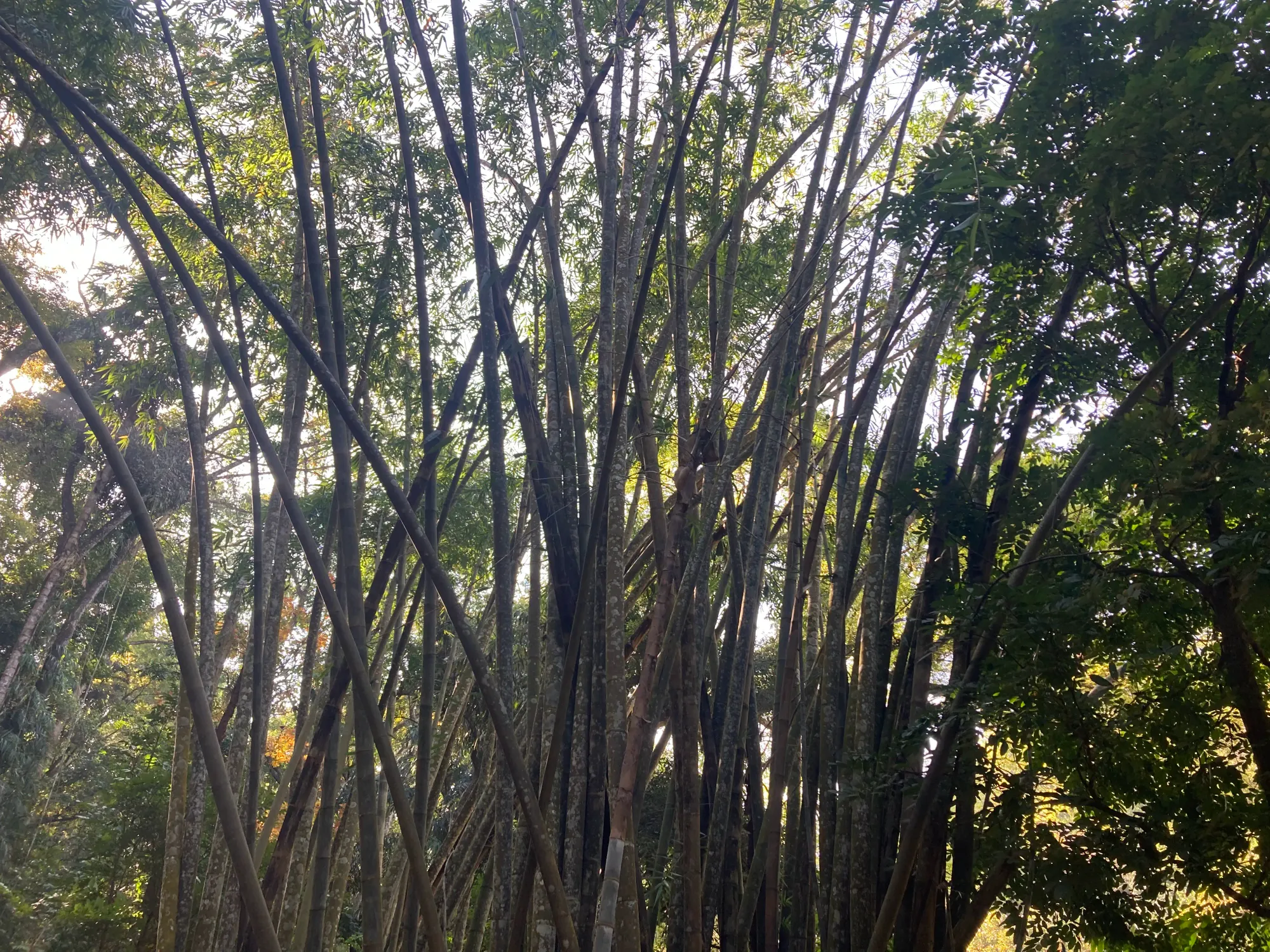 The Giant Bamboo at the Udawattakele Sanctuary in Kandy, Sri Lanka.