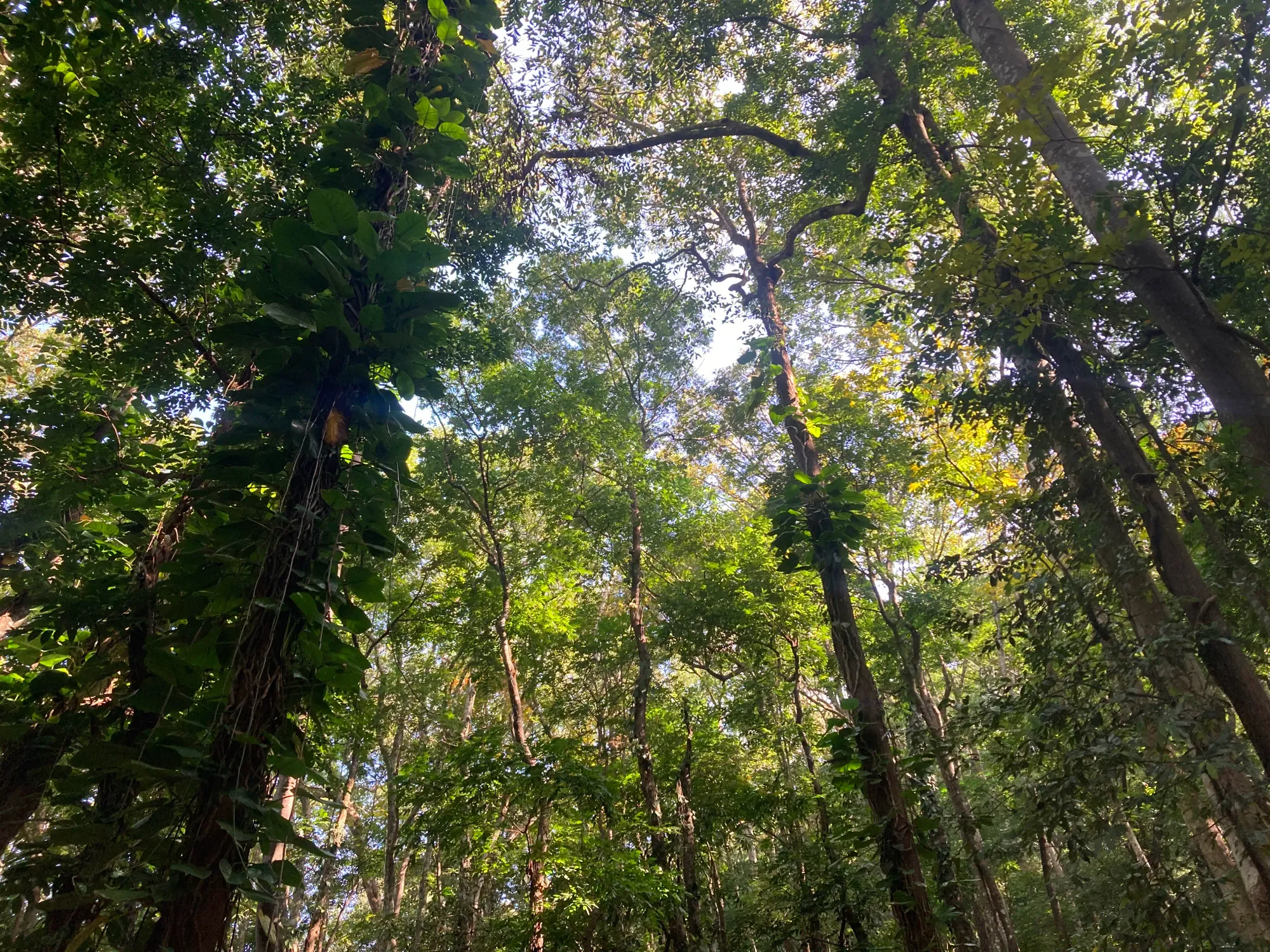 Different types of trees at the at the Udawattakele Sanctuary in Kandy, Sri Lanka.
