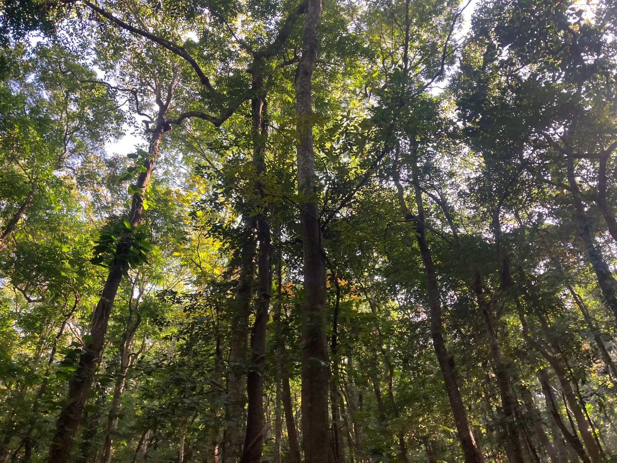 Towering trees of the Udawattakele Sanctuary in Kandy, Sri Lanka.