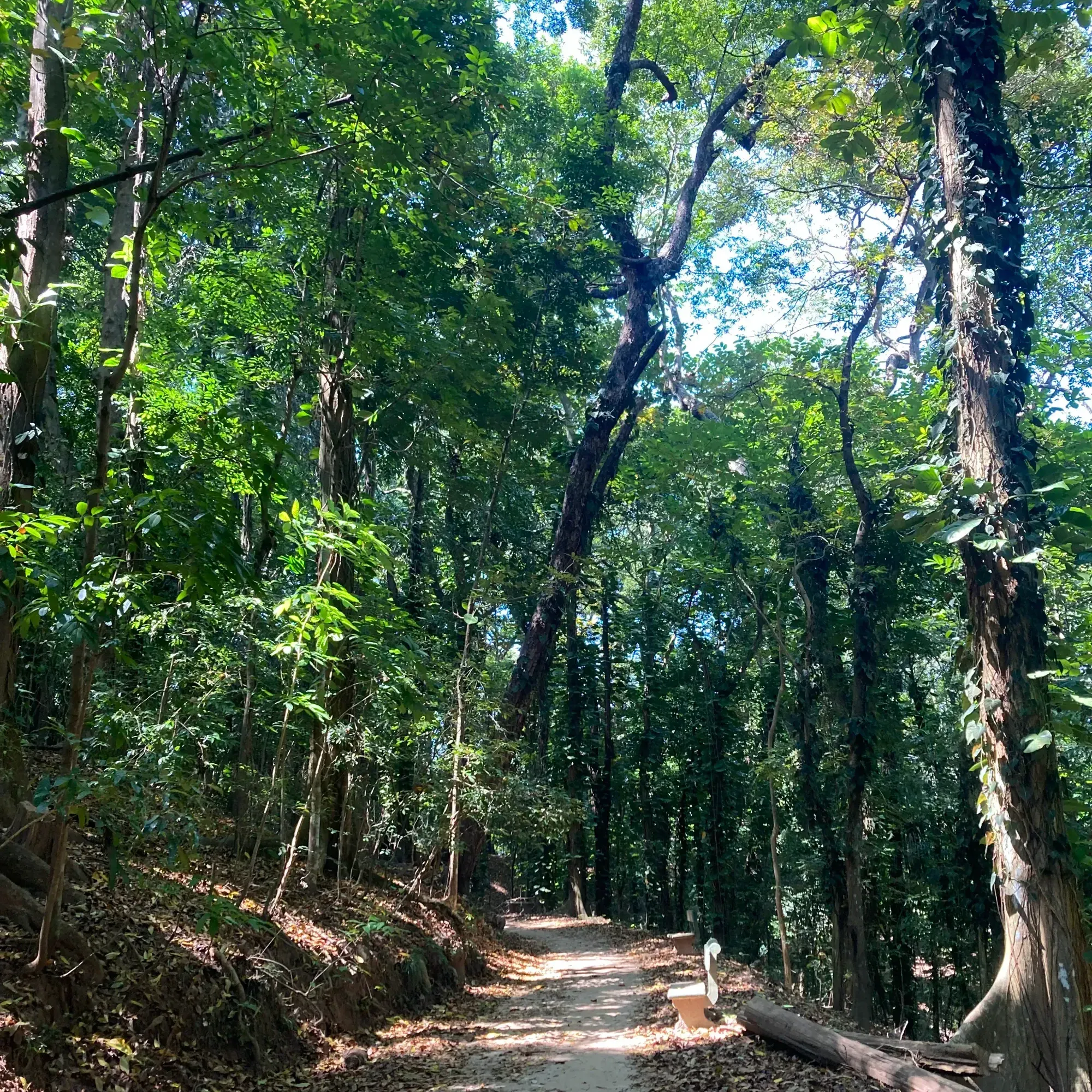 One of the roads through the forest at the Udawattakele Sanctuary in Kandy, Sri Lanka.