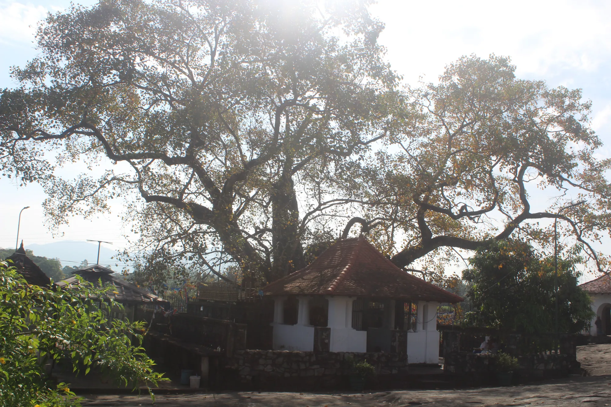 The Bo tree and altar at Gadaladeniya Temple, Sri Lanka