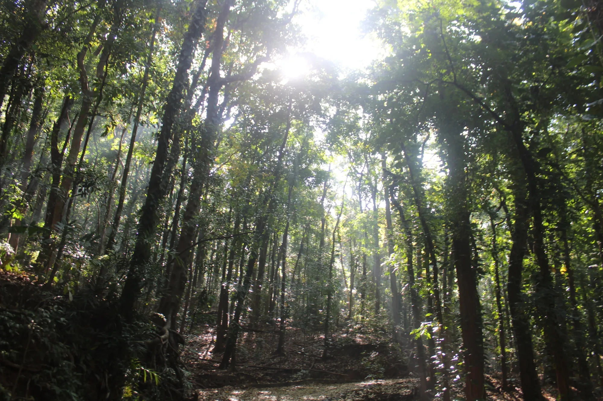Sunlight flickering through the trees of the Udawattakele Sanctuary in Kandy, Sri Lanka.
