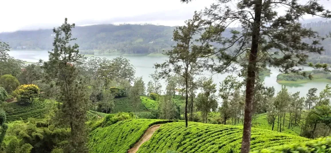 Tea plantations and the reservoir in Maskeliya, Sri Lanka