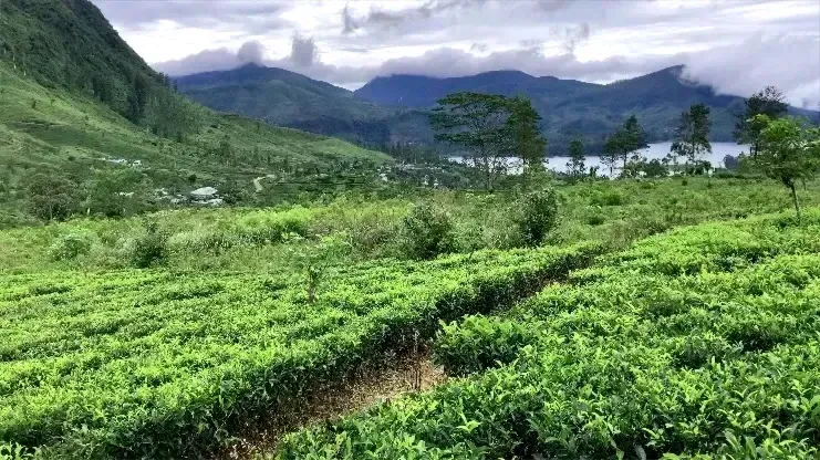 A tea estate in Maskeliya, Sri Lanka, with mountains visible in the distance