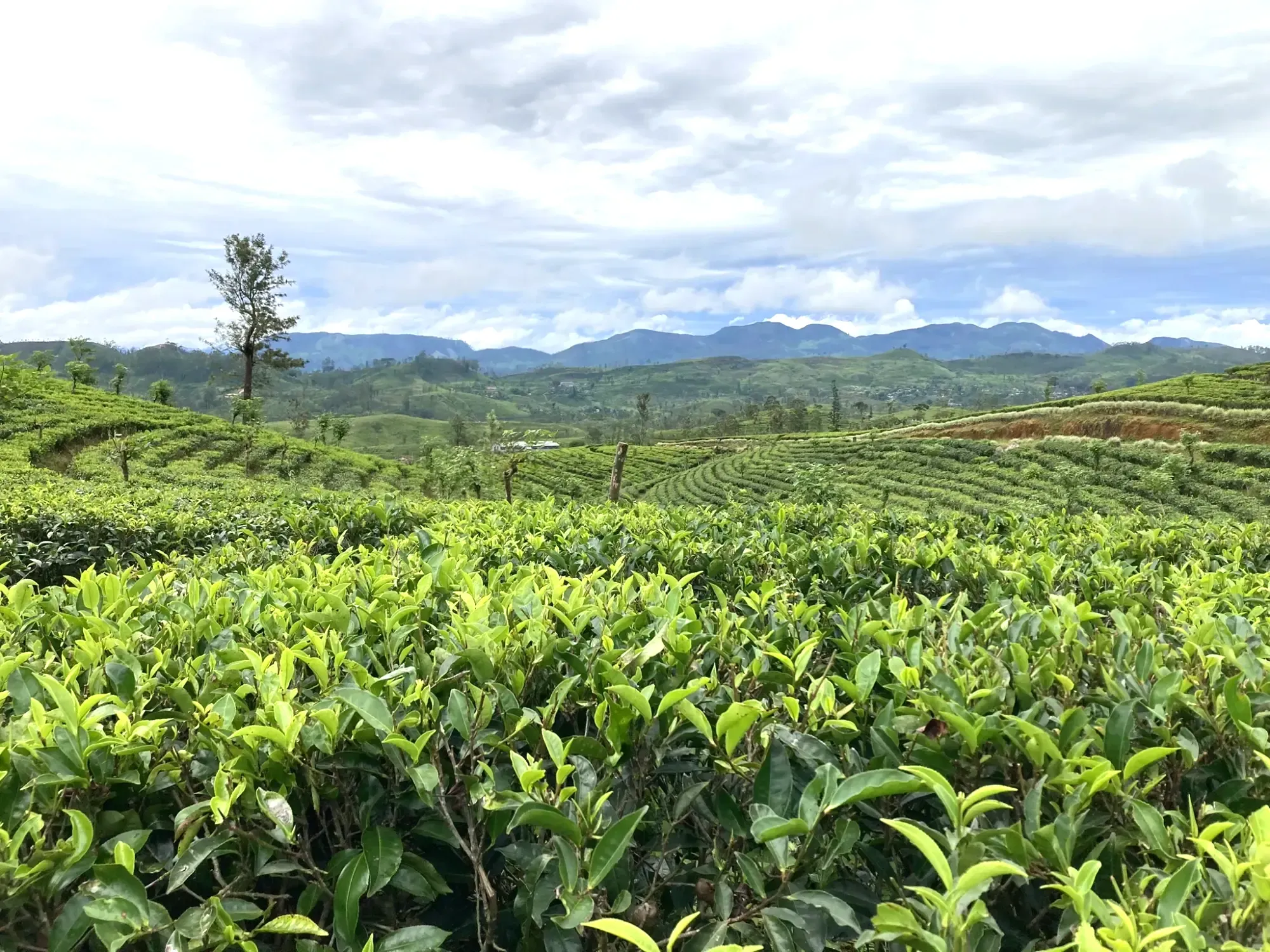 Tea plantations and distant mountains in the landscape of Maskeliya, Sri Lanka